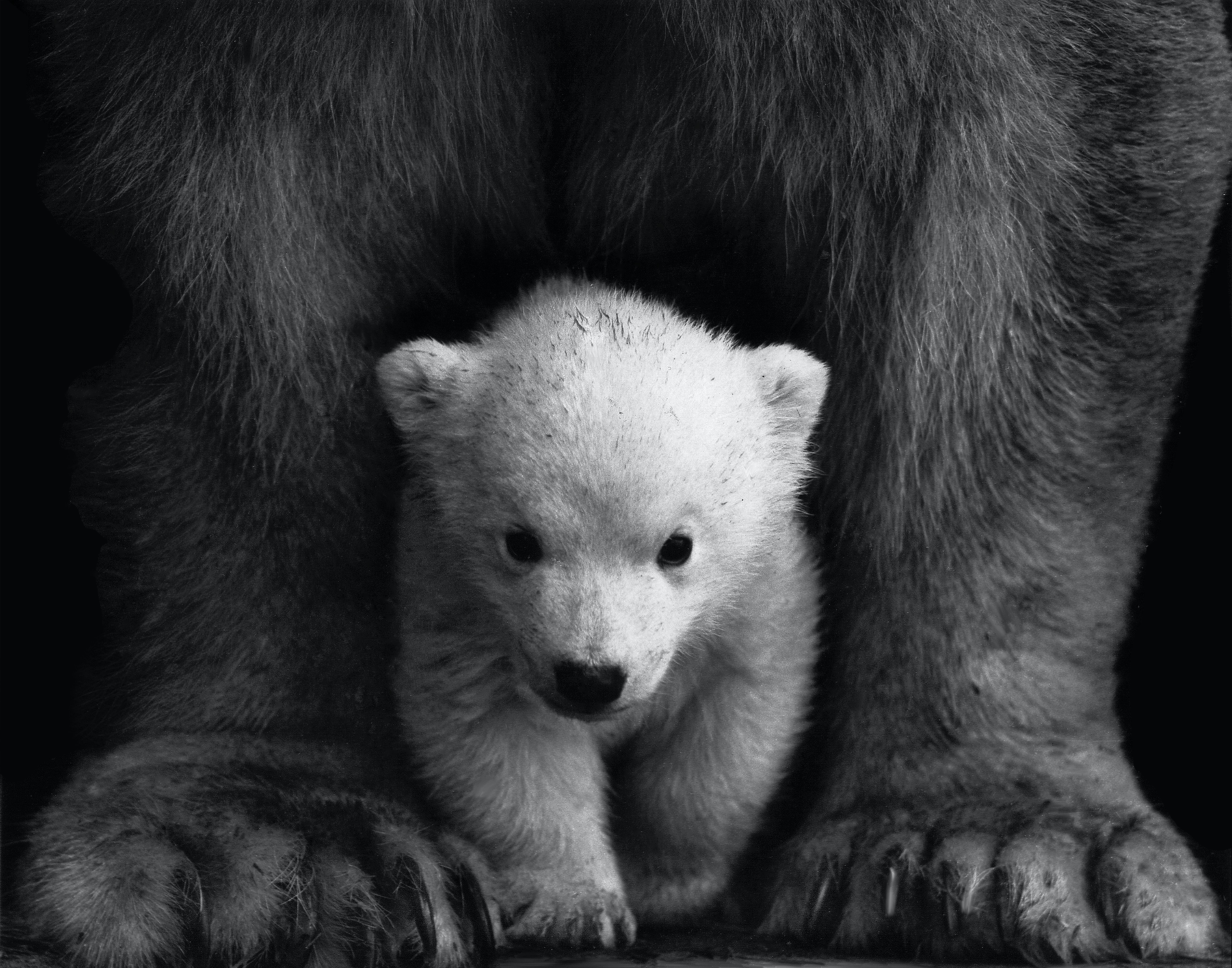Polar Bear